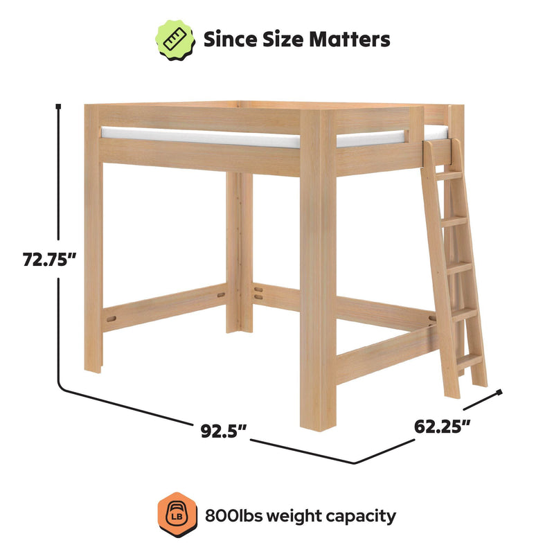 Natural wood loft bed with ladder, dimensions 72.75" H x 92.5" L x 62.25" D, 800 lb weight capacity, modern high loft bed for bedroom